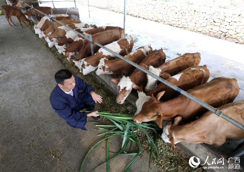 8月10日，在廣西柳州市融安縣泗頂鎮(zhèn)弘康生態(tài)養(yǎng)殖場(chǎng)，技術(shù)員丁善勇在給“西門塔爾”牛喂養(yǎng)青飼料。（譚凱興-攝）