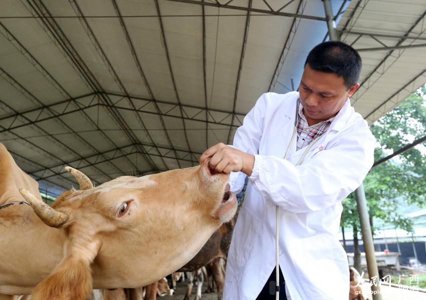 8月10日，在廣西柳州市融安縣泗頂鎮(zhèn)弘康生態(tài)養(yǎng)殖場(chǎng)，技術(shù)員丁善勇在檢查牛的健康狀況。（譚凱興-攝）