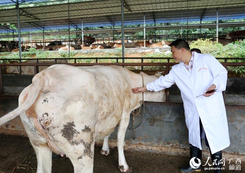 8月10日，在廣西柳州市融安縣泗頂鎮(zhèn)弘康生態(tài)養(yǎng)殖場(chǎng)，技術(shù)員丁善勇在給牛打防疫針。（譚凱興-攝）