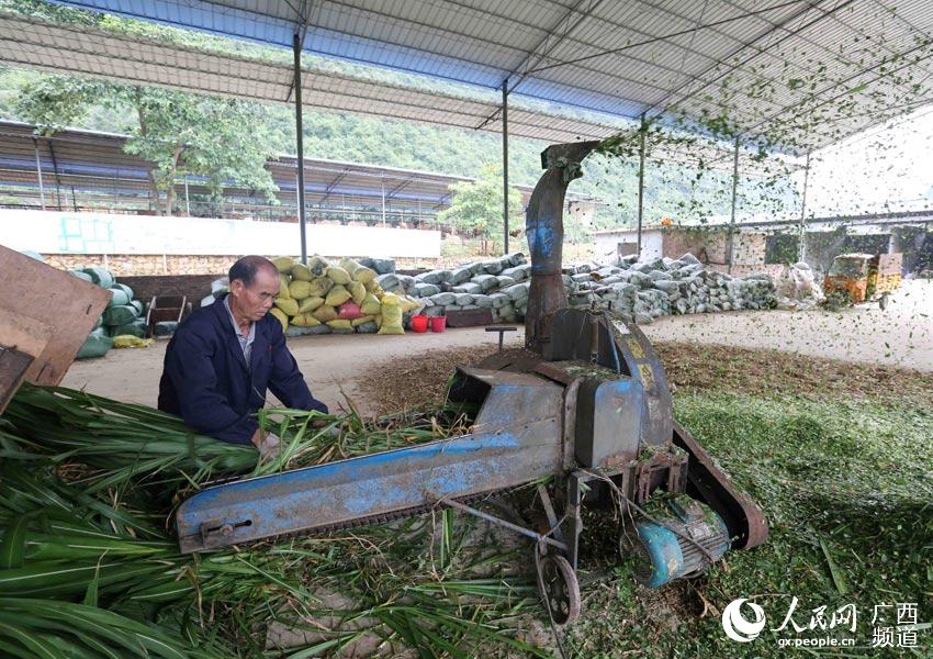 8月10日，在廣西柳州市融安縣泗頂鎮(zhèn)弘康生態(tài)養(yǎng)殖場(chǎng)，工作人員在制作青飼料。（譚凱興-攝）