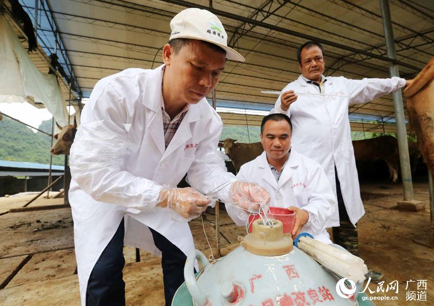8月10日，在廣西柳州市融安縣泗頂鎮(zhèn)弘康生態(tài)養(yǎng)殖場(chǎng)，工作人員在準(zhǔn)備“牛精”為配種期的母牛進(jìn)行人工配種。（譚凱興-攝）
