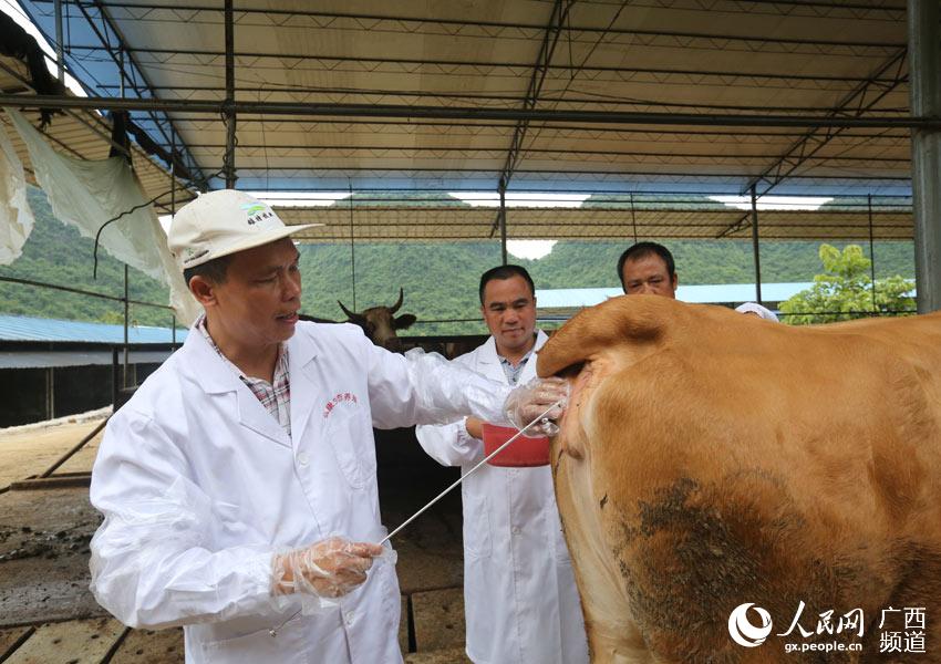 8月10日，在廣西柳州市融安縣泗頂鎮(zhèn)弘康生態(tài)養(yǎng)殖場(chǎng)，工作人員為配種期的母牛進(jìn)行人工配種。（譚凱興-攝）