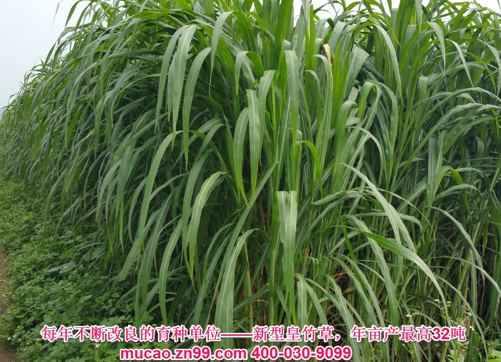 產(chǎn)量超高的牧草品種——新型皇竹草，熱研4號(hào)王草，產(chǎn)量超高的牧草品種，已經(jīng)暫停推廣