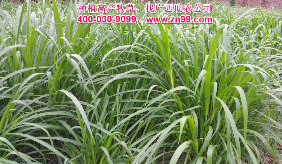 廣西助農(nóng)2025年優(yōu)質(zhì)高產(chǎn)牧草品種報(bào)價(jià)一覽表，種植高產(chǎn)牧草，有效降低養(yǎng)殖成本，提高肉質(zhì)提高效益！