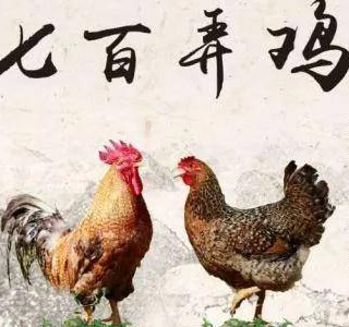七百弄雞——一吃難忘的優(yōu)質肉雞品種，廣西壯族自治區(qū)河池市大化縣特產，全國農產品地理標志