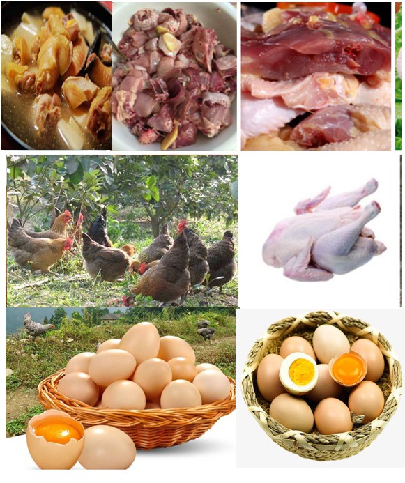 優(yōu)質肉雞——采用微生物技術（發(fā)酵飼料、益生菌保健、中草藥無抗養(yǎng)殖等）放養(yǎng)養(yǎng)殖的各種土雞、閹雞、項雞、老水雞等，肉質自然濃香一吃不忘
