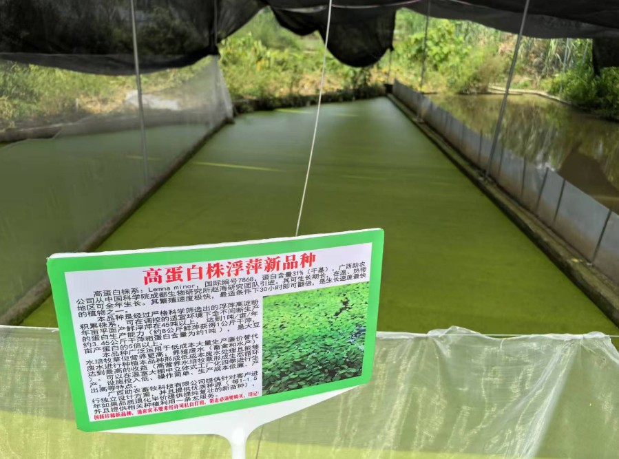 飼料型浮萍新品種：高蛋白株系：Lemna minor，國(guó)際編號(hào)7868，粗蛋白含量最高31%