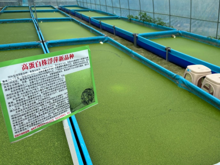 【營養大王·高效蛋白源】飼料型高蛋白浮萍——畝年產1噸天然高蛋白飼料，養殖降本增效利器！