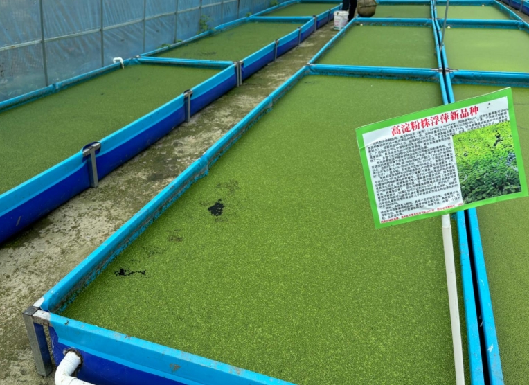 【營養大王·高效淀粉源】飼料型高淀粉浮萍——畝年產6倍淀粉，養殖降本增效利器！