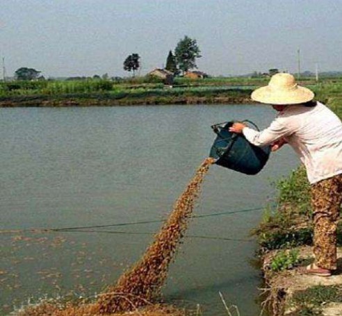 菌糠喂魚現場.jpg
