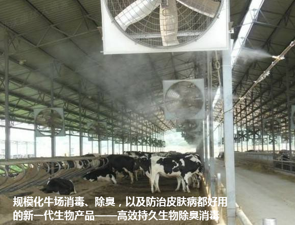 高效持久生物除臭消毒劑牛場(chǎng)消毒.png