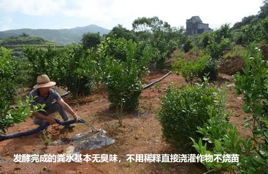 發酵完成的糞水基本無臭味，不用稀釋直接澆灌作物不燒苗2.jpg