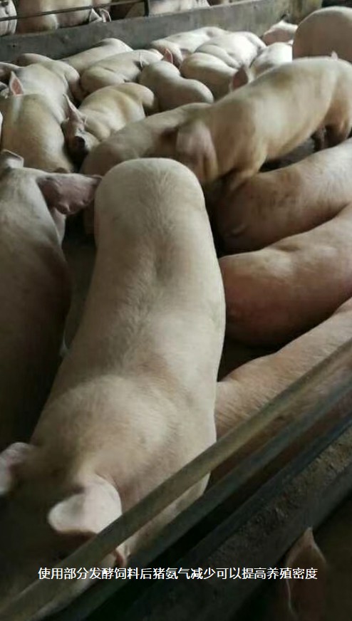 使用部分發(fā)酵飼料后豬氨氣減少可以提高養(yǎng)殖密度.jpg
