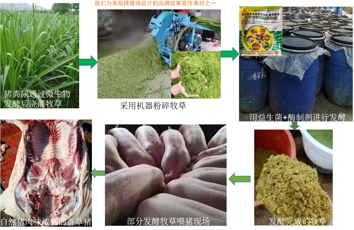 我們?yōu)槟骋?guī)模豬場設(shè)計(jì)的品牌故事宣傳素材之一.jpg